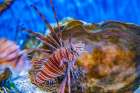 USA, Colorado, Denver, Denver Zoo. Captive  scorpion fish in tank. Art Print